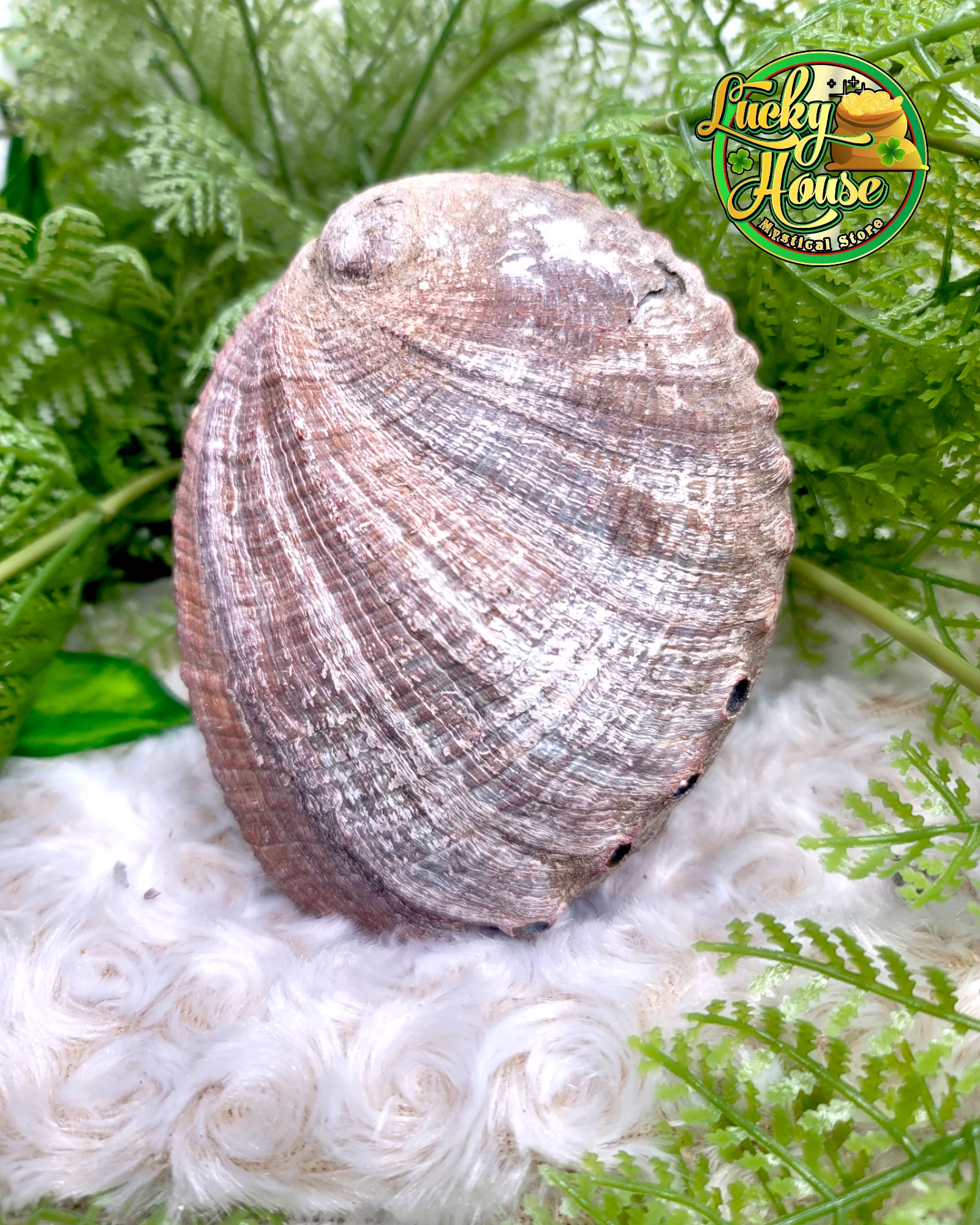 Abalone Shell - Image 3