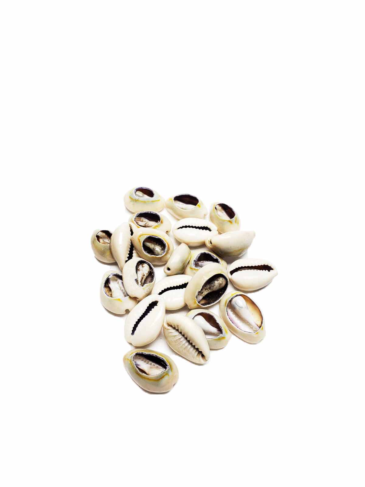 Cowrie Shell