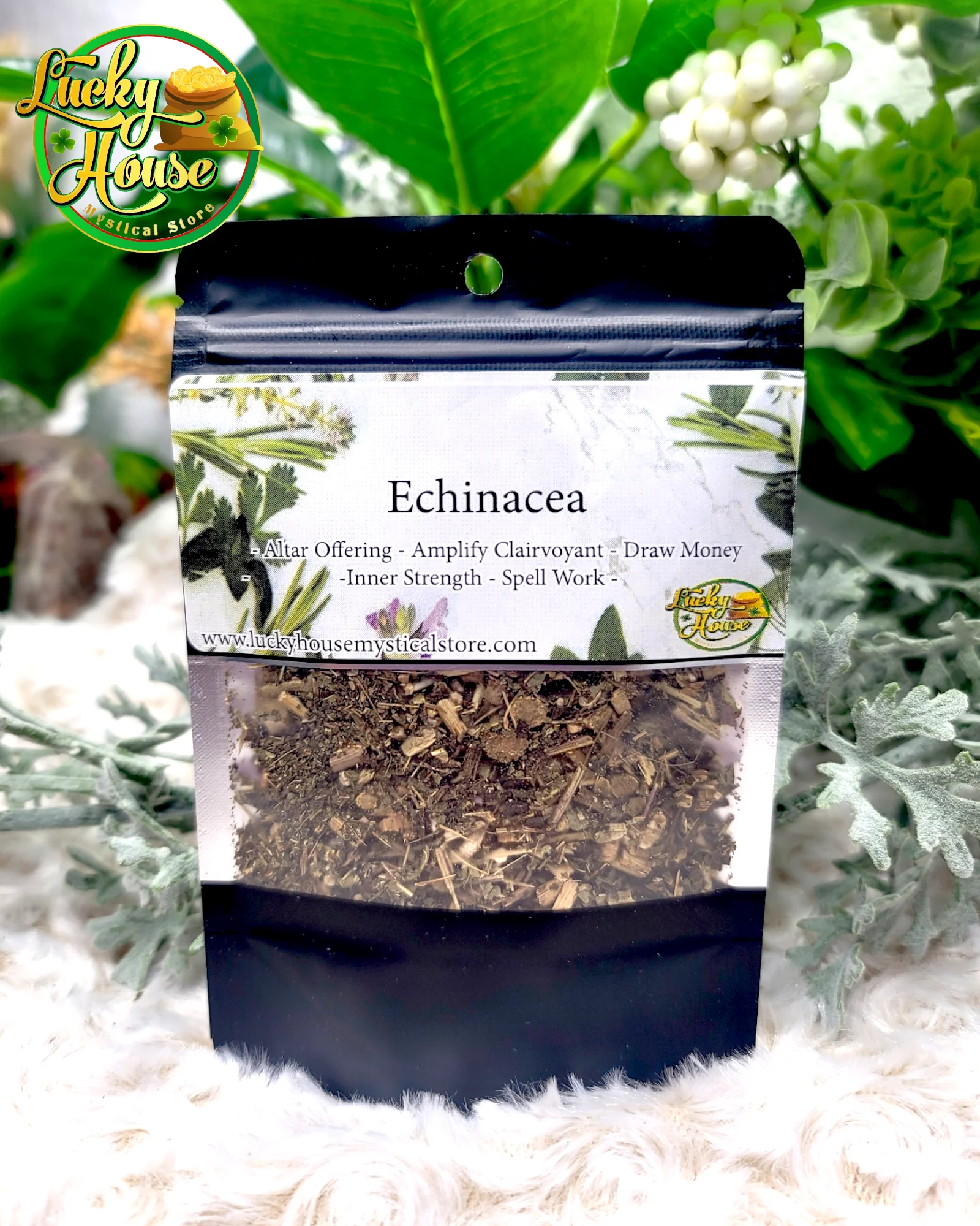 Echinacea - Image 2