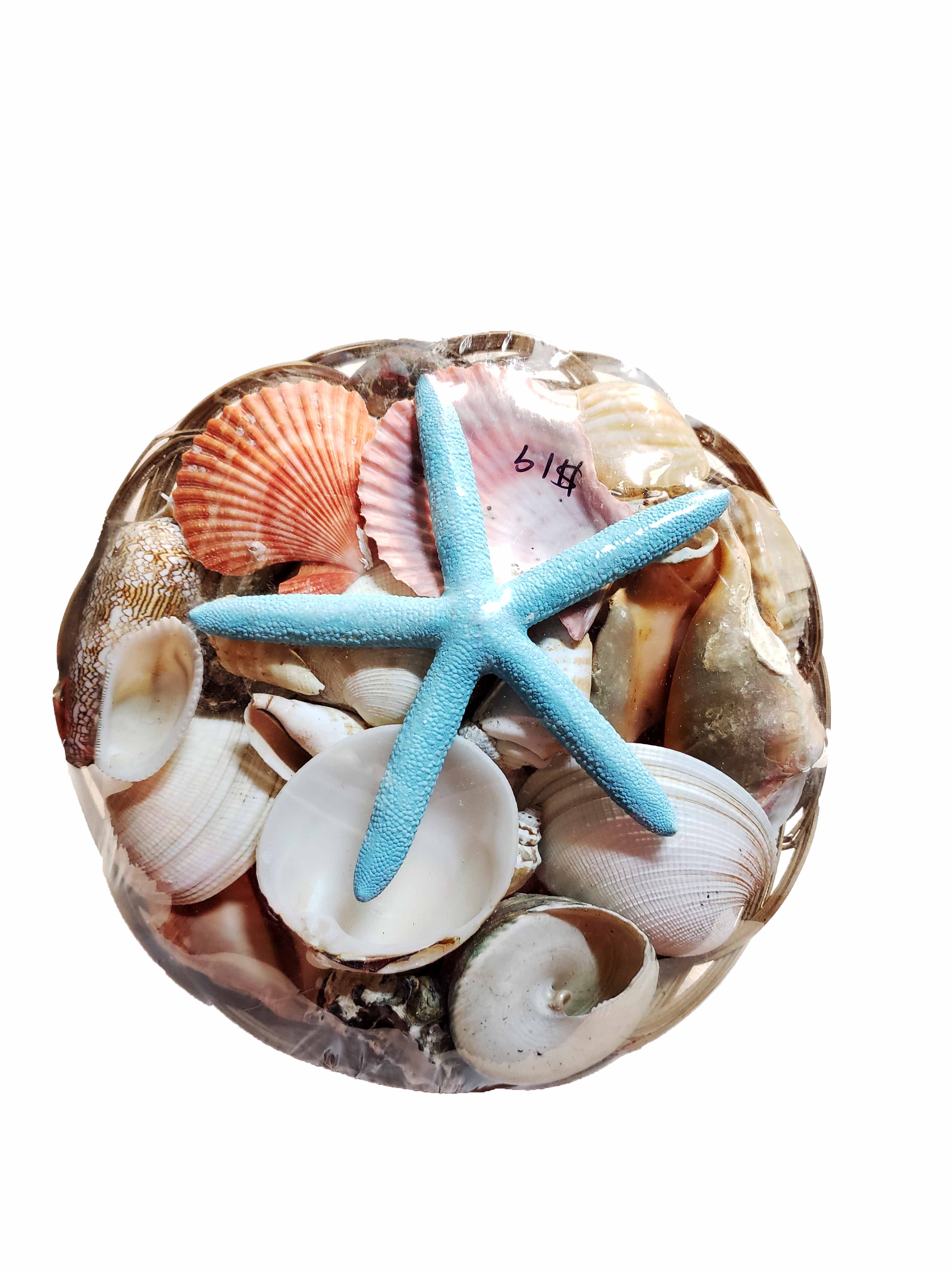 Mix Sea Shell - Image 4